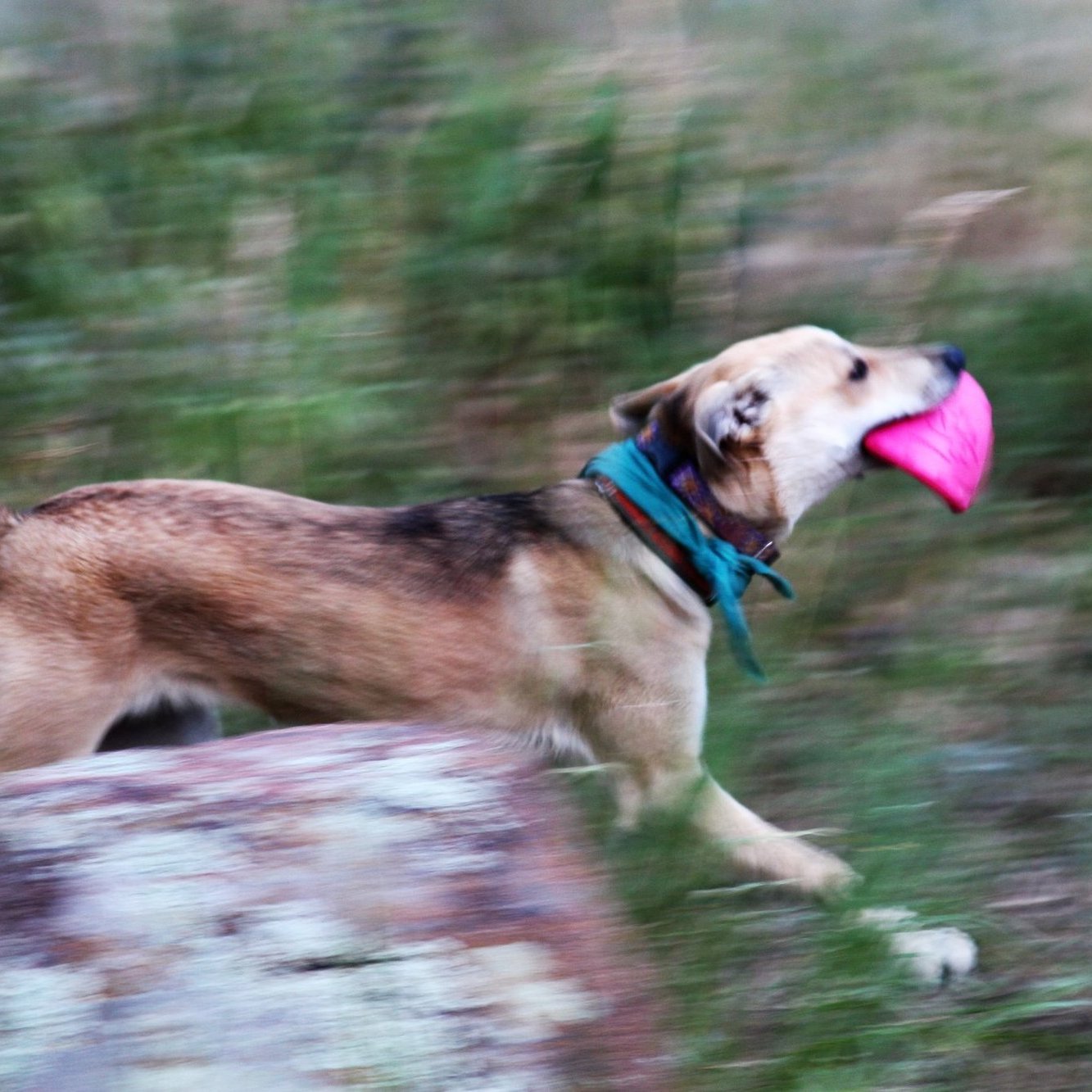 ROVER PET PRODUCTS - SodaPup Puppy Bottle Top Flyer Frisbee Toy