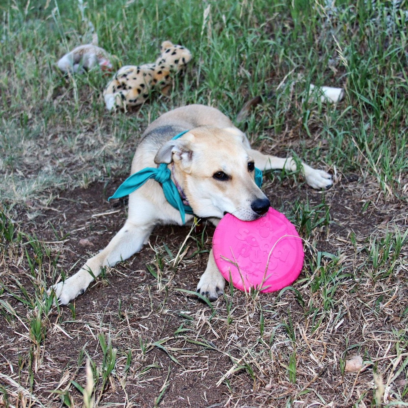 ROVER PET PRODUCTS - SodaPup Puppy Bottle Top Flyer Frisbee Toy