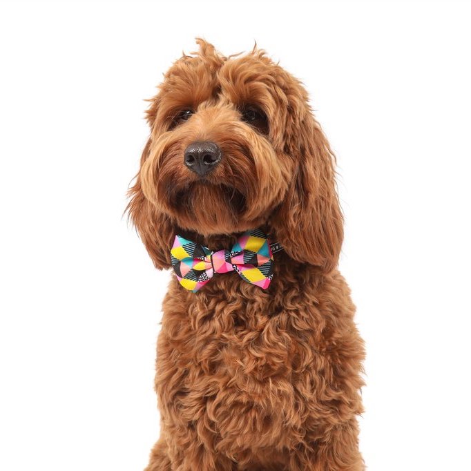 BIG & LITTLE DOGS - All-Sorts Dog Collar & Bow Tie