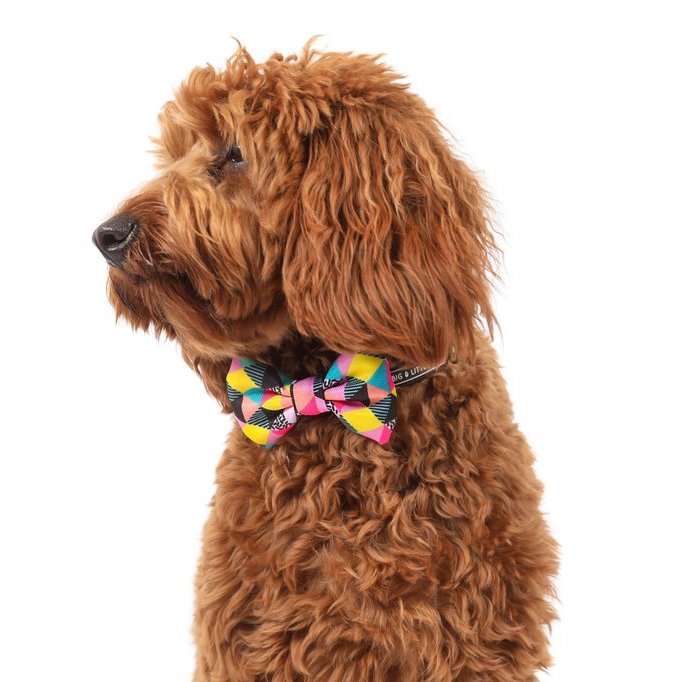 BIG & LITTLE DOGS - All-Sorts Dog Collar & Bow Tie
