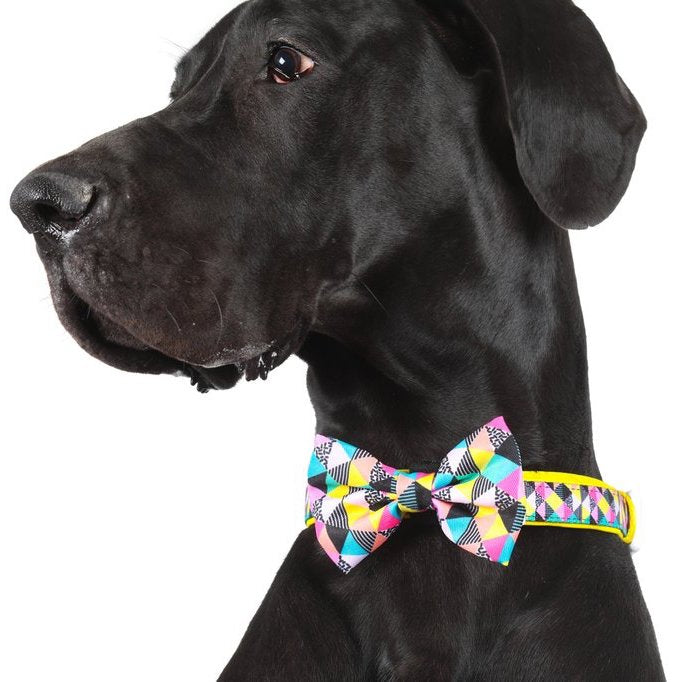 BIG & LITTLE DOGS - All-Sorts Dog Collar & Bow Tie