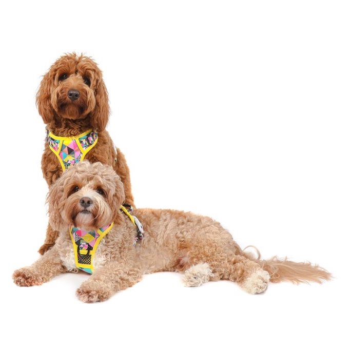 BIG & LITTLE DOGS - All-Sorts All Rounder Dog Harness