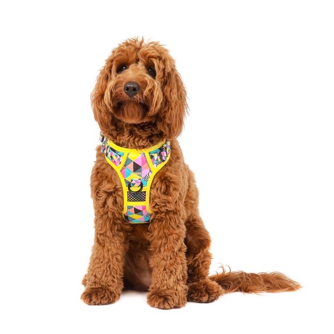 BIG & LITTLE DOGS - All-Sorts All Rounder Dog Harness