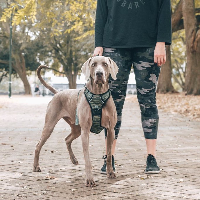 BIG & LITTLE DOGS - Camouflaged All Rounder Dog Harness