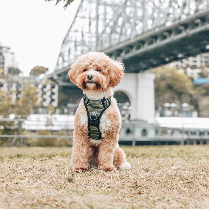 BIG & LITTLE DOGS - Camouflaged All Rounder Dog Harness