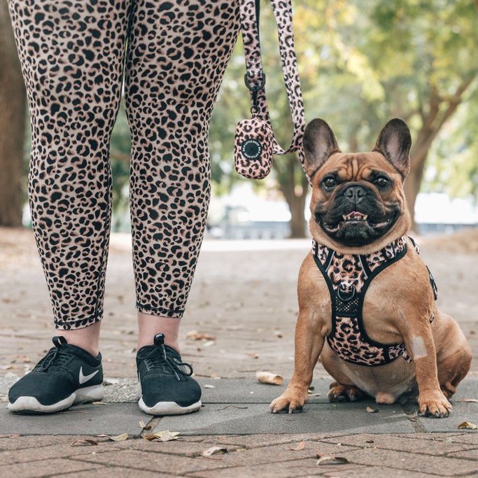 BIG & LITTLE DOGS - Luxurious Leopard All Rounder Dog Harness