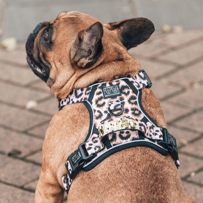 BIG & LITTLE DOGS - Luxurious Leopard All Rounder Dog Harness