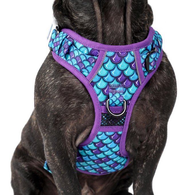 BIG & LITTLE DOGS - Scaled Back All Rounder Dog Harness