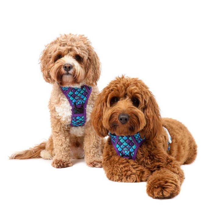 BIG & LITTLE DOGS - Scaled Back All Rounder Dog Harness
