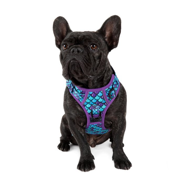 BIG & LITTLE DOGS - Scaled Back All Rounder Dog Harness