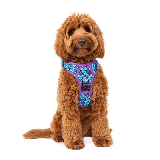 BIG & LITTLE DOGS - Scaled Back All Rounder Dog Harness