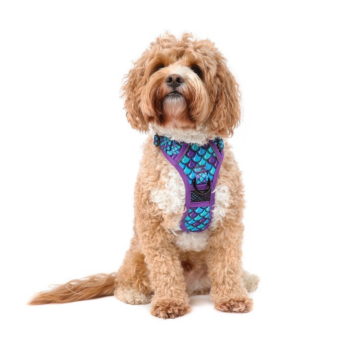 BIG & LITTLE DOGS - Scaled Back All Rounder Dog Harness