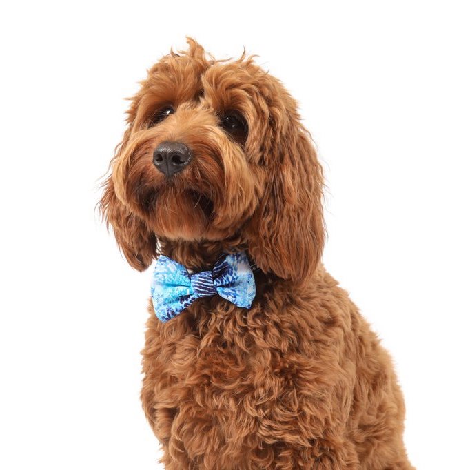 BIG & LITTLE DOGS - Snakeskin Dog Collar & Bow Tie