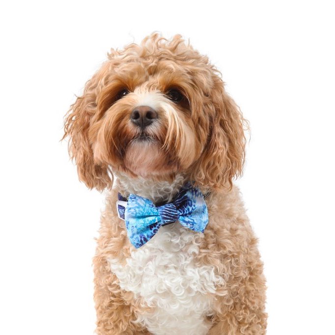 BIG & LITTLE DOGS - Snakeskin Dog Collar & Bow Tie