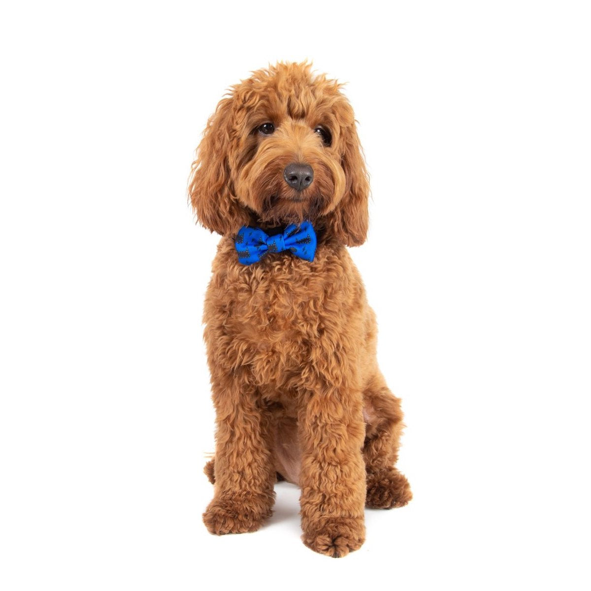 BIG & LITTLE DOGS - Bat-Dog Dog Collar & Bow Tie