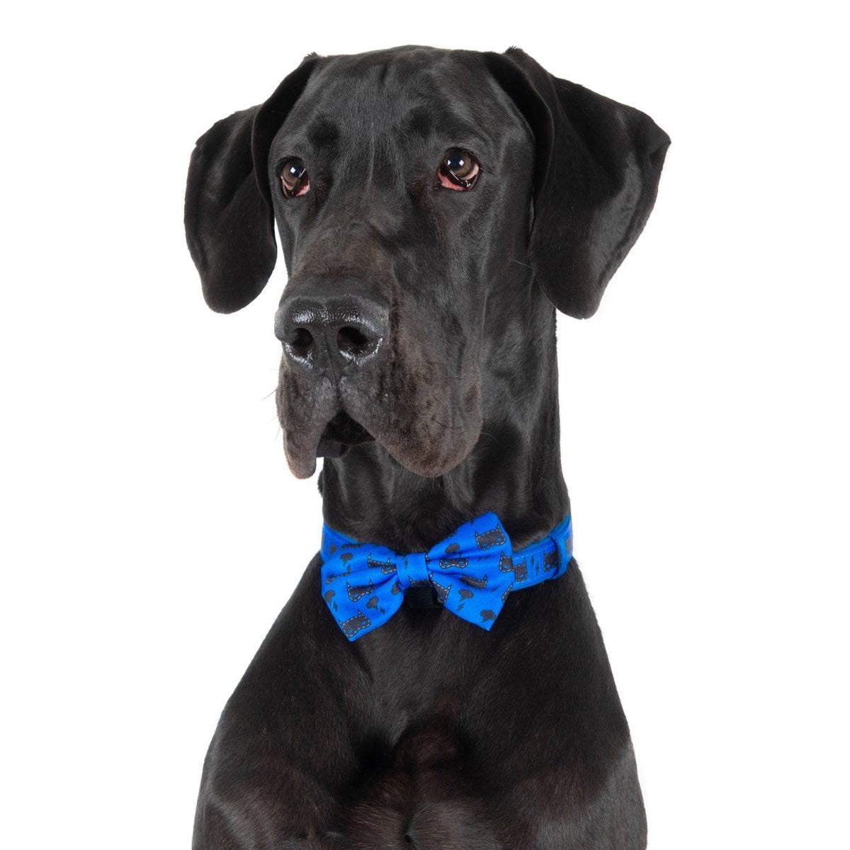BIG & LITTLE DOGS - Bat-Dog Dog Collar & Bow Tie