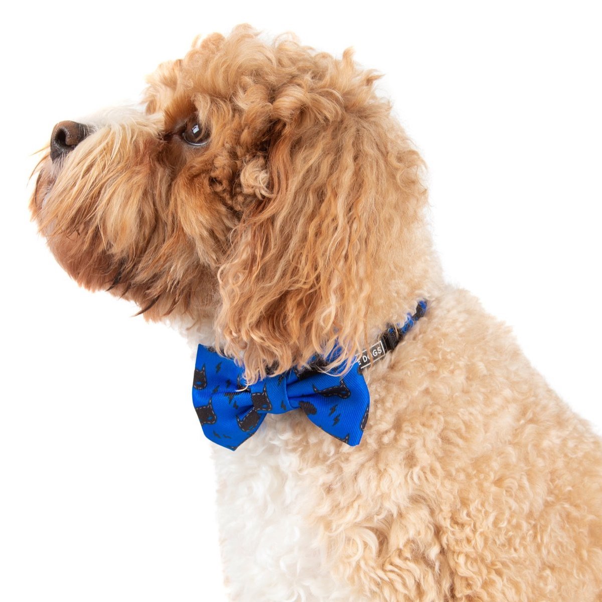 BIG & LITTLE DOGS - Bat-Dog Dog Collar & Bow Tie