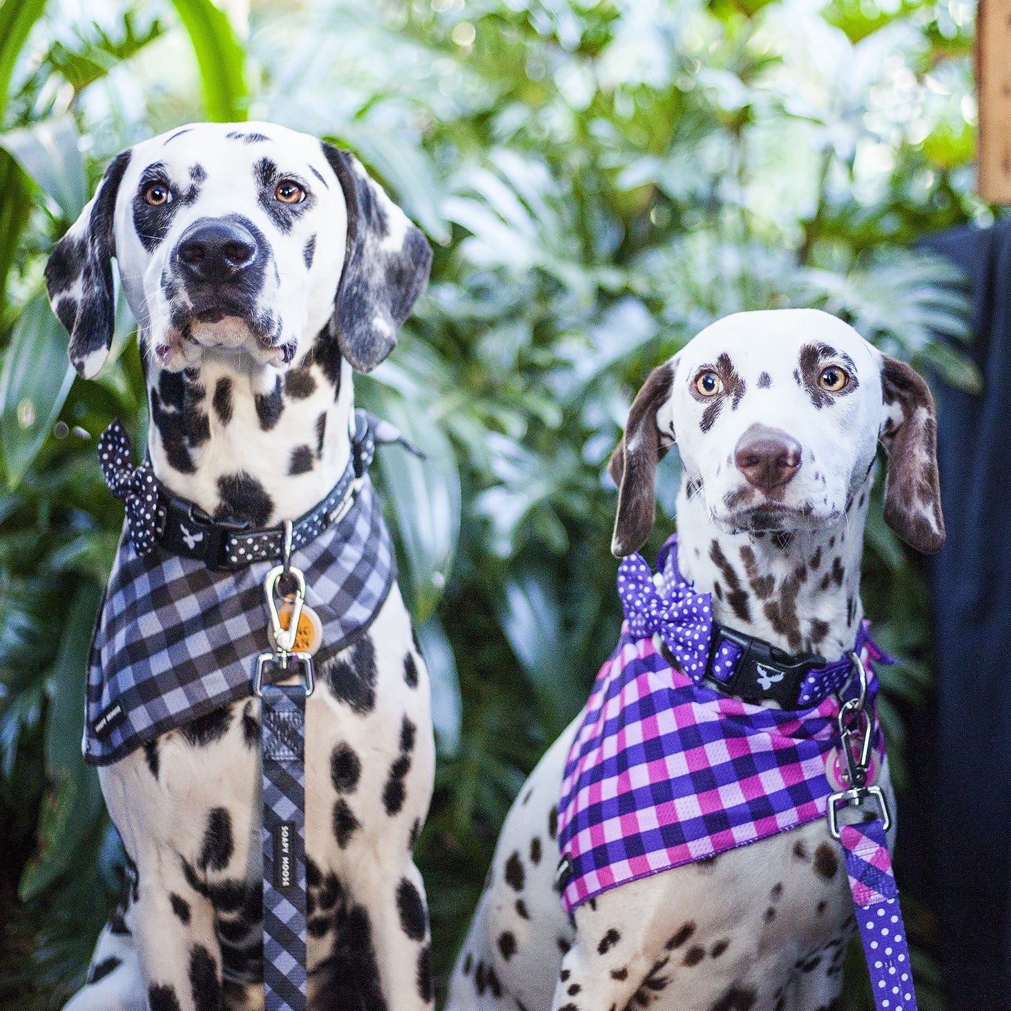 SOAPY MOOSE - Black & White Polka Dots Collar & Bow Tie