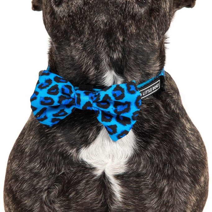 BIG & LITTLE DOGS - Blue Leopard Dog Collar & Bow Tie