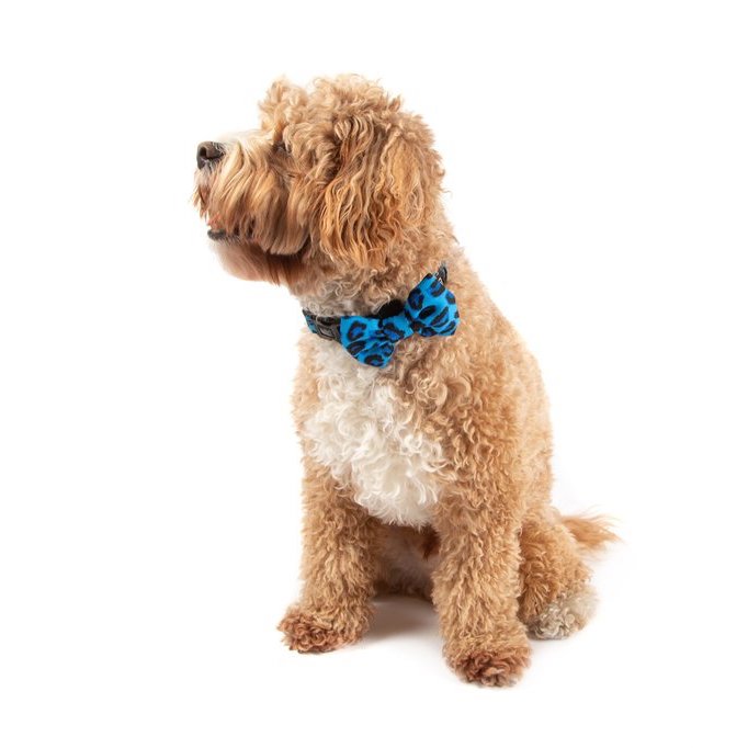 BIG & LITTLE DOGS - Blue Leopard Dog Collar & Bow Tie