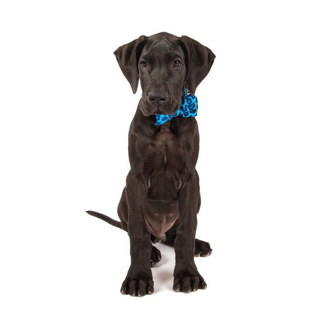BIG & LITTLE DOGS - Blue Leopard Dog Collar & Bow Tie