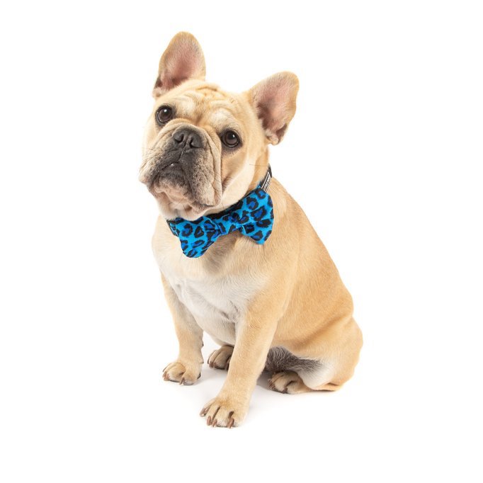 BIG & LITTLE DOGS - Blue Leopard Dog Collar & Bow Tie