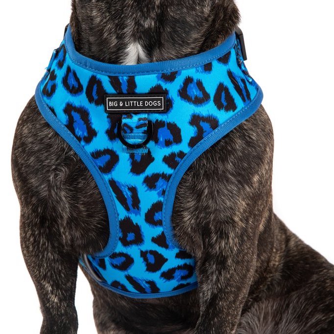 BIG & LITTLE DOGS - Blue Leopard Adjustable Dog Harness