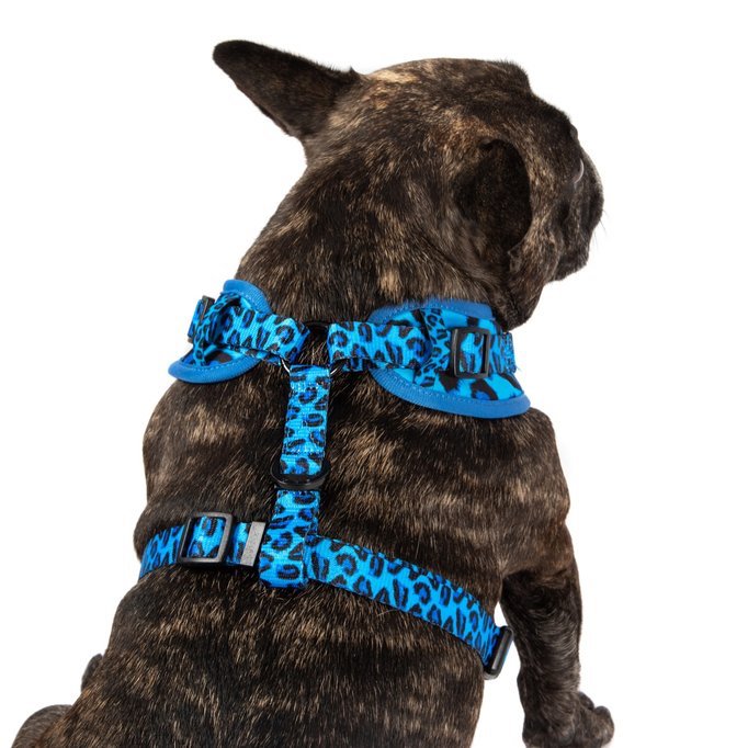 BIG & LITTLE DOGS - Blue Leopard Adjustable Dog Harness