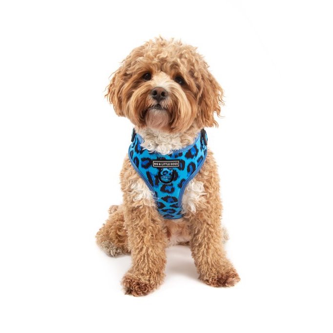 BIG & LITTLE DOGS - Blue Leopard Adjustable Dog Harness