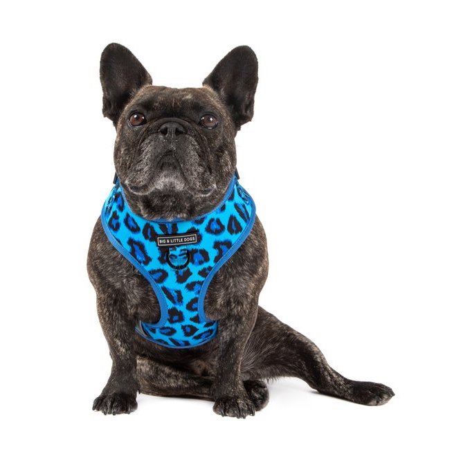 BIG & LITTLE DOGS - Blue Leopard Adjustable Dog Harness