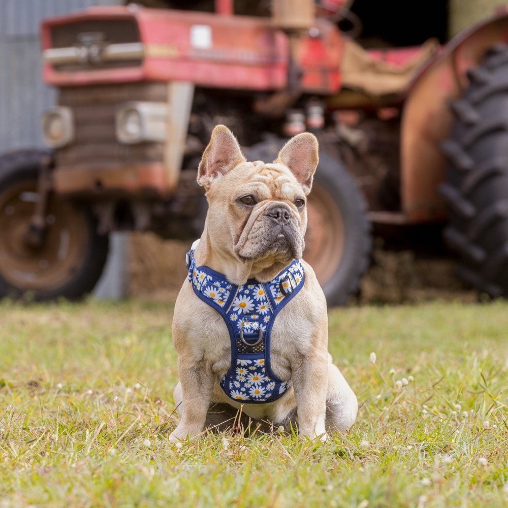 BIG & LITTLE DOGS - Daisy Patch All Rounder Dog Harness