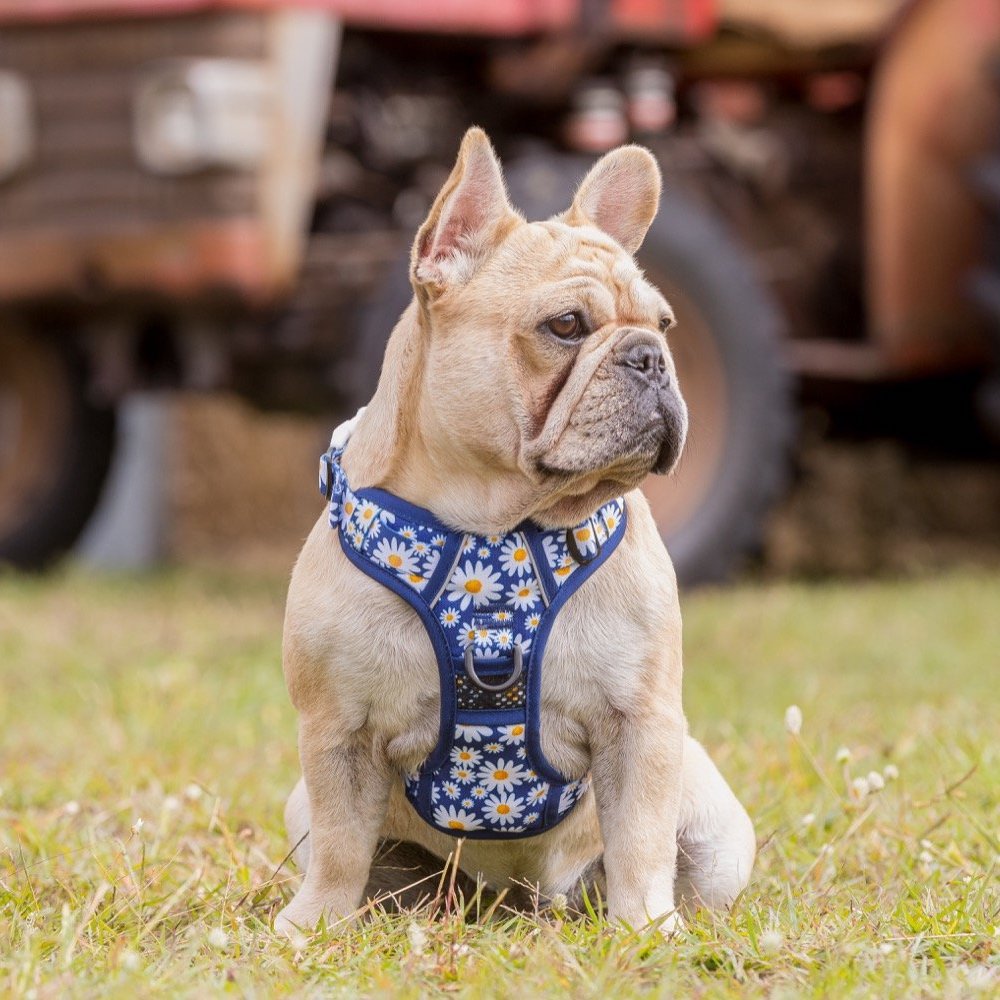 BIG & LITTLE DOGS - Daisy Patch All Rounder Dog Harness