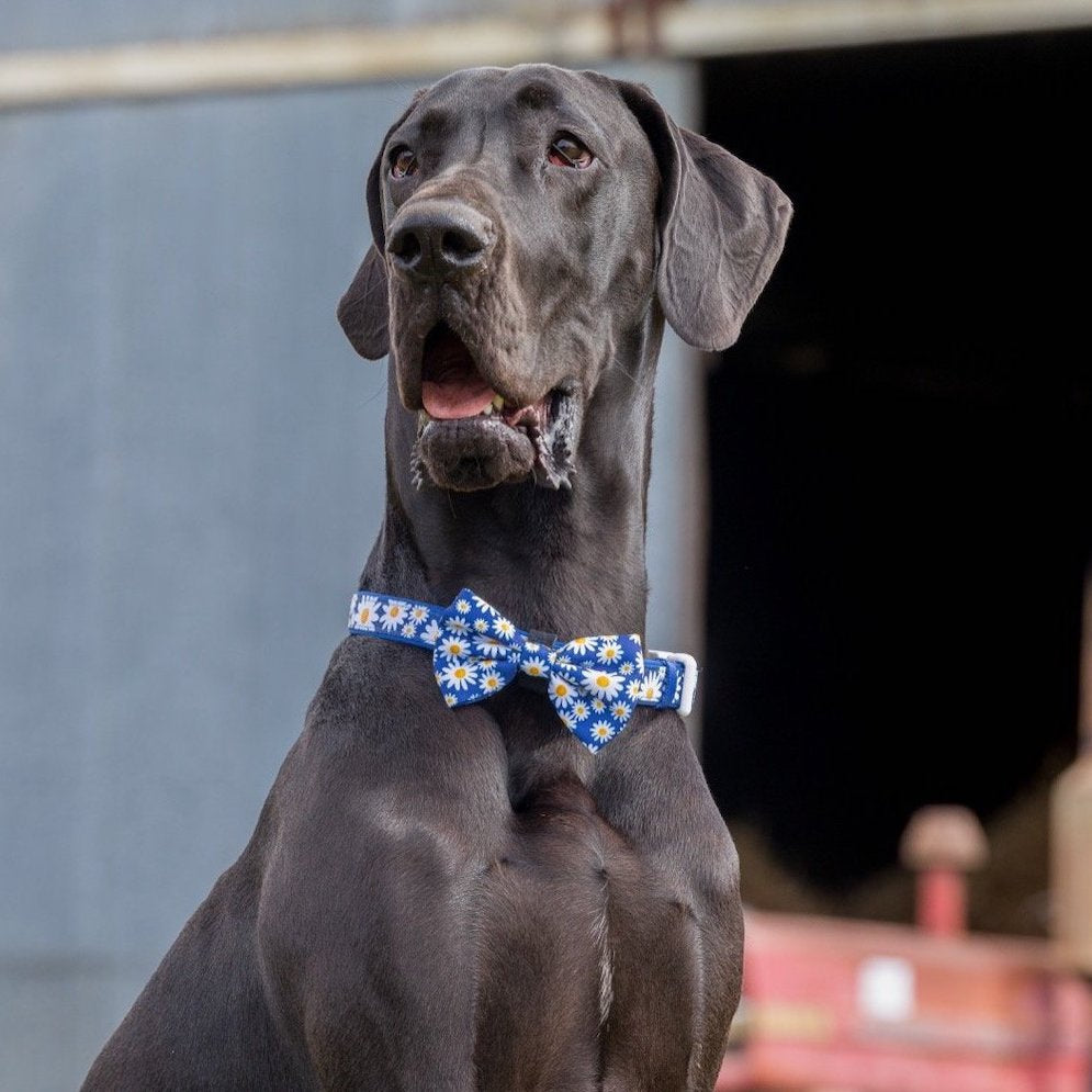 BIG & LITTLE DOGS - Daisy Patch Dog Collar & Bow Tie