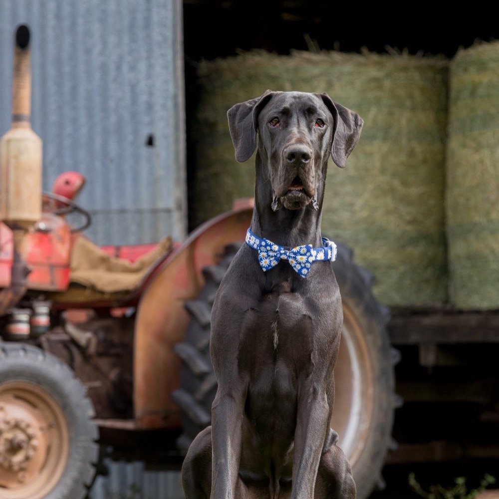 BIG & LITTLE DOGS - Daisy Patch Dog Collar & Bow Tie