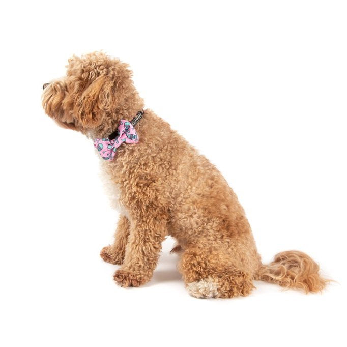 BIG & LITTLE DOGS - Skull & Bones Dog Collar & Bow Tie