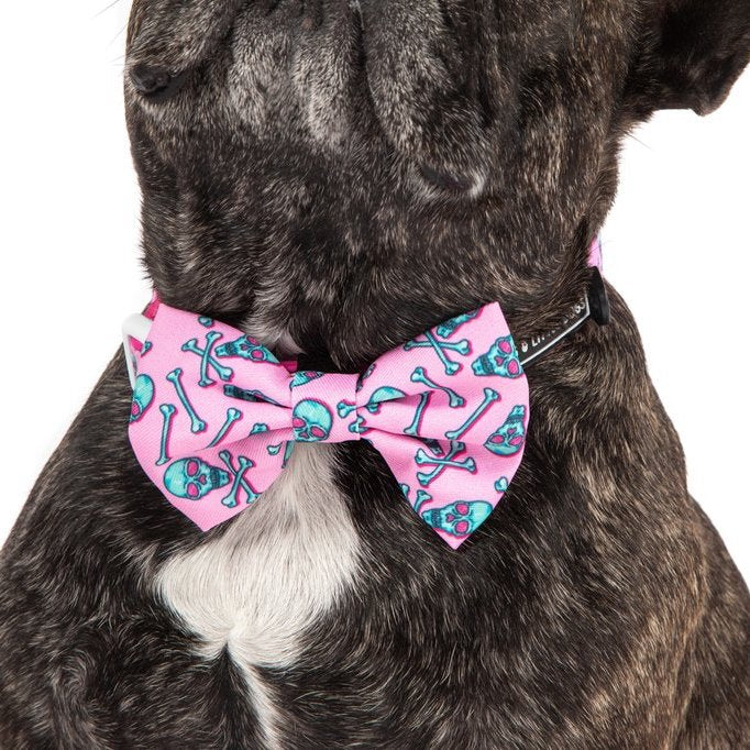 BIG & LITTLE DOGS - Skull & Bones Dog Collar & Bow Tie
