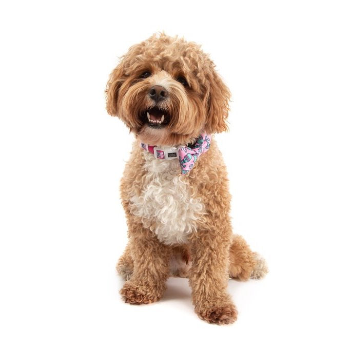BIG & LITTLE DOGS - Skull & Bones Dog Collar & Bow Tie