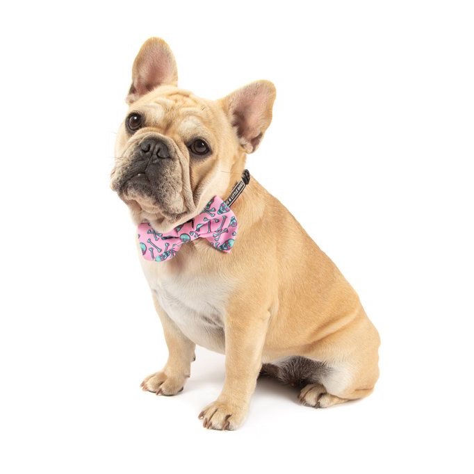 BIG & LITTLE DOGS - Skull & Bones Dog Collar & Bow Tie