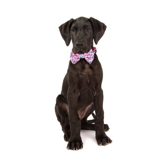 BIG & LITTLE DOGS - Skull & Bones Dog Collar & Bow Tie