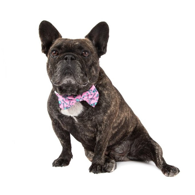 BIG & LITTLE DOGS - Skull & Bones Dog Collar & Bow Tie