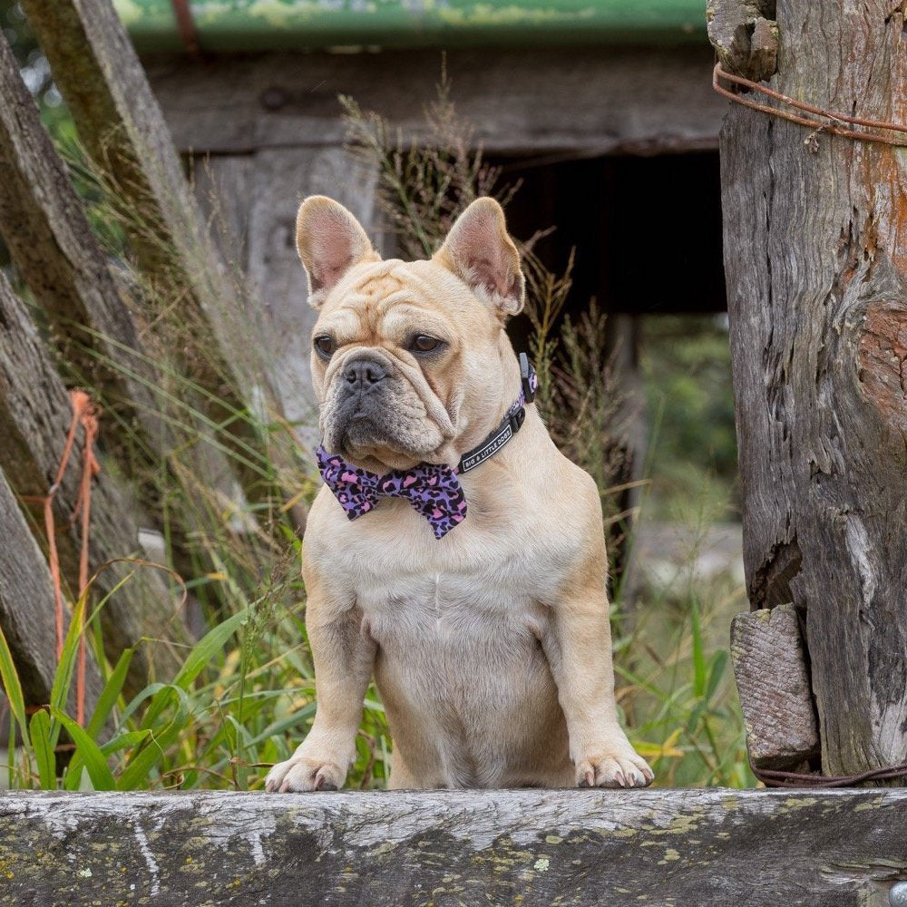 BIG & LITTLE DOGS - Wild Side Dog Collar & Bow Tie