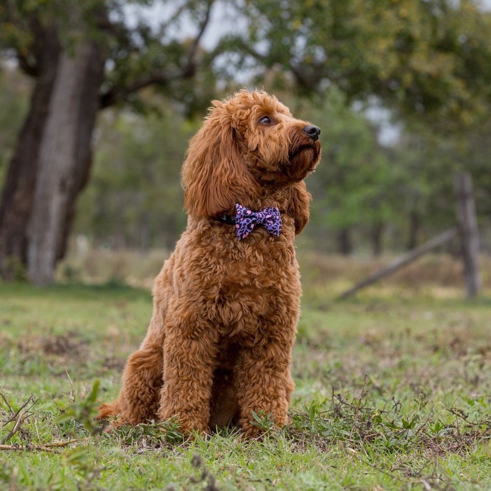 BIG & LITTLE DOGS - Wild Side Dog Collar & Bow Tie