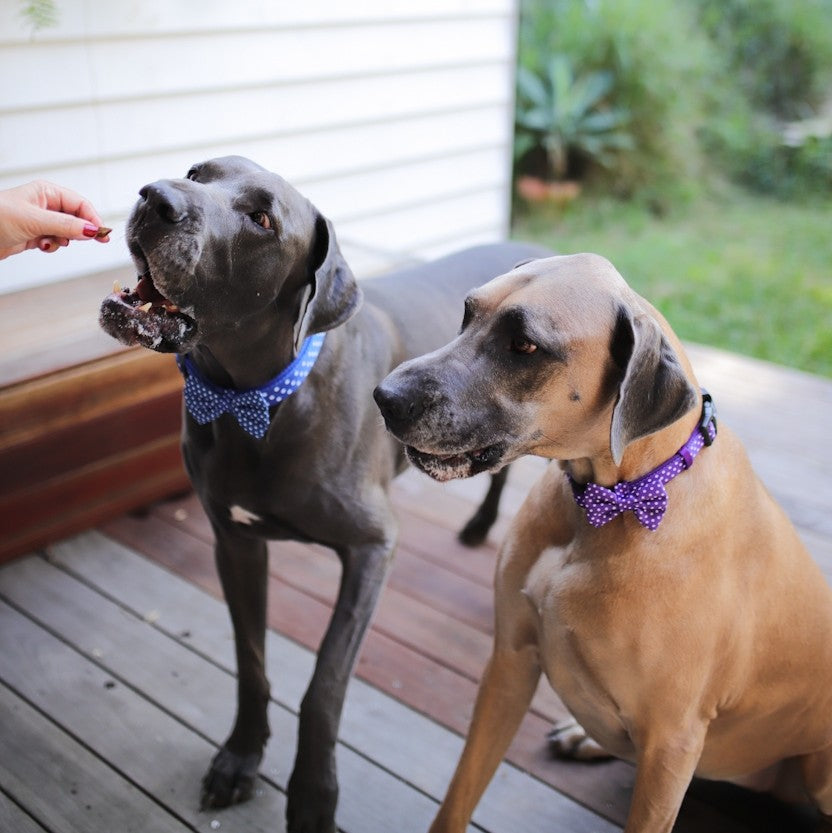 SOAPY MOOSE - Blue & White Polka Dots Collar & Bow Tie