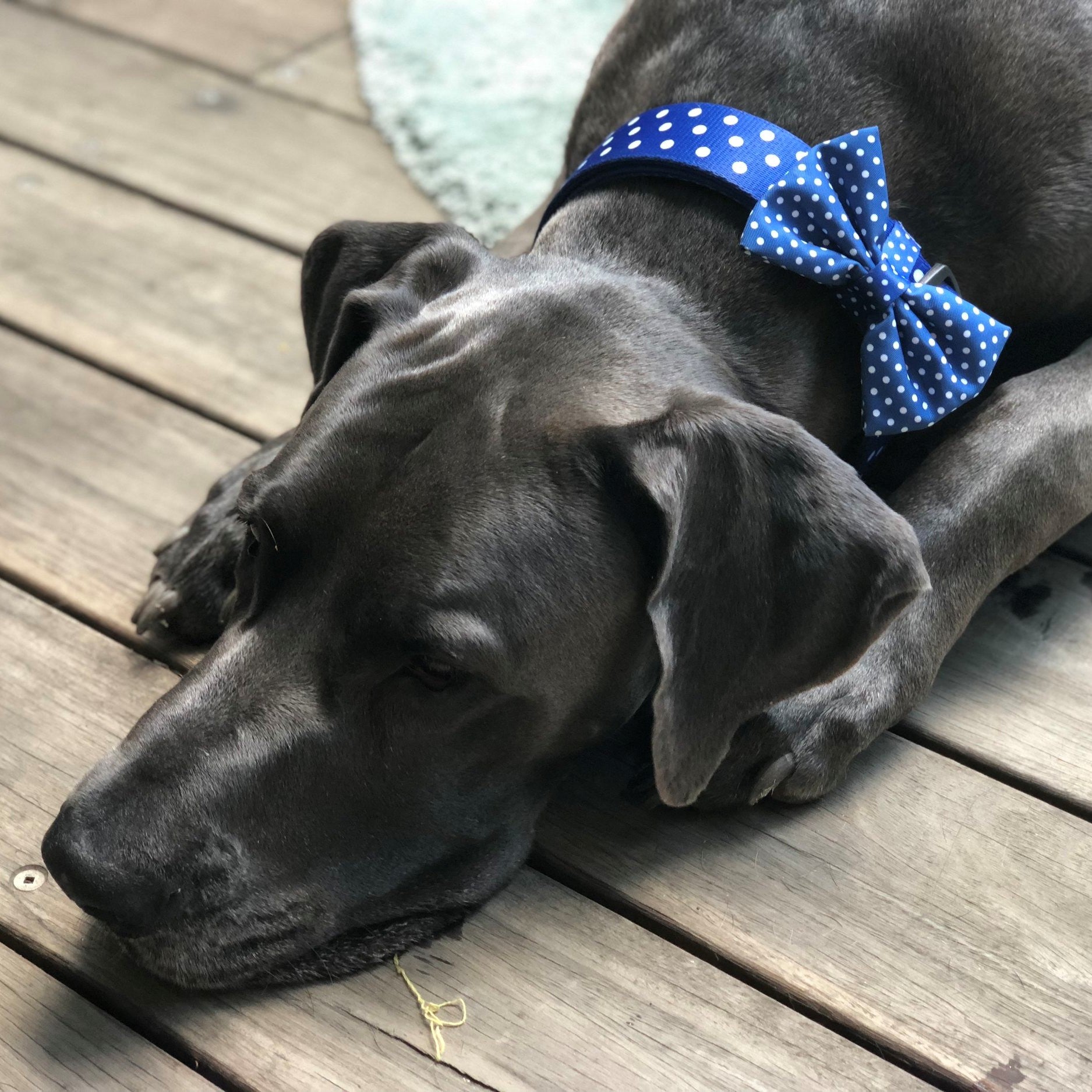 SOAPY MOOSE - Blue & White Polka Dots Collar & Bow Tie