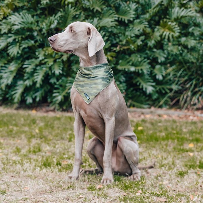 BIG & LITTLE DOGS - Camouflaged Dog Bandana
