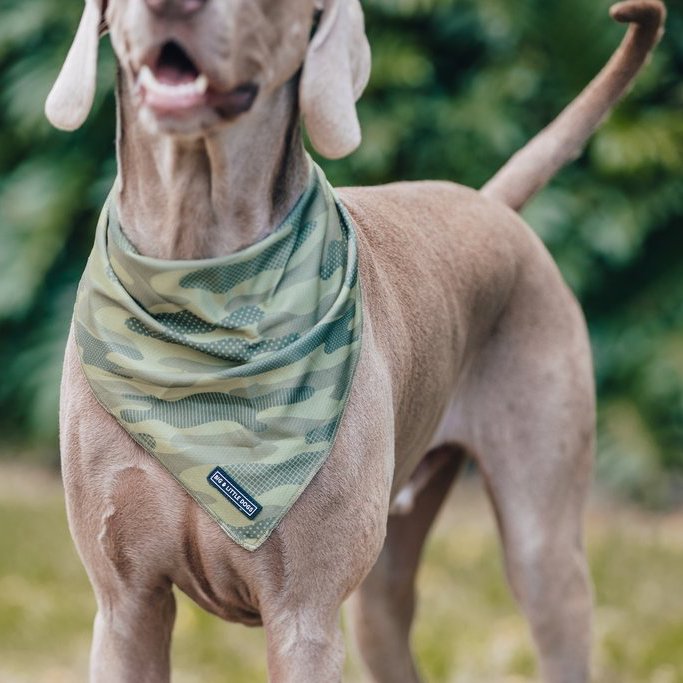 BIG & LITTLE DOGS - Camouflaged Dog Bandana