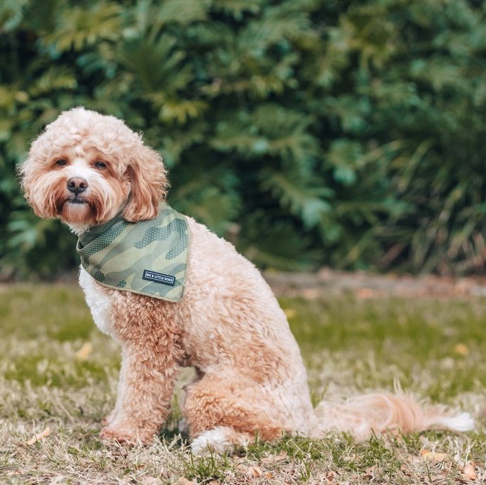 BIG & LITTLE DOGS - Camouflaged Dog Bandana