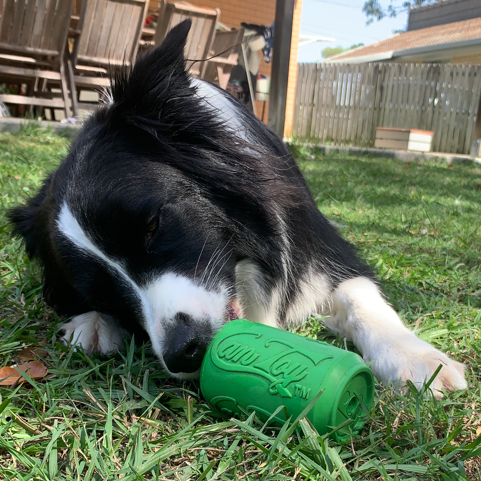 ROVER PET PRODUCTS - SodaPup Can Toy