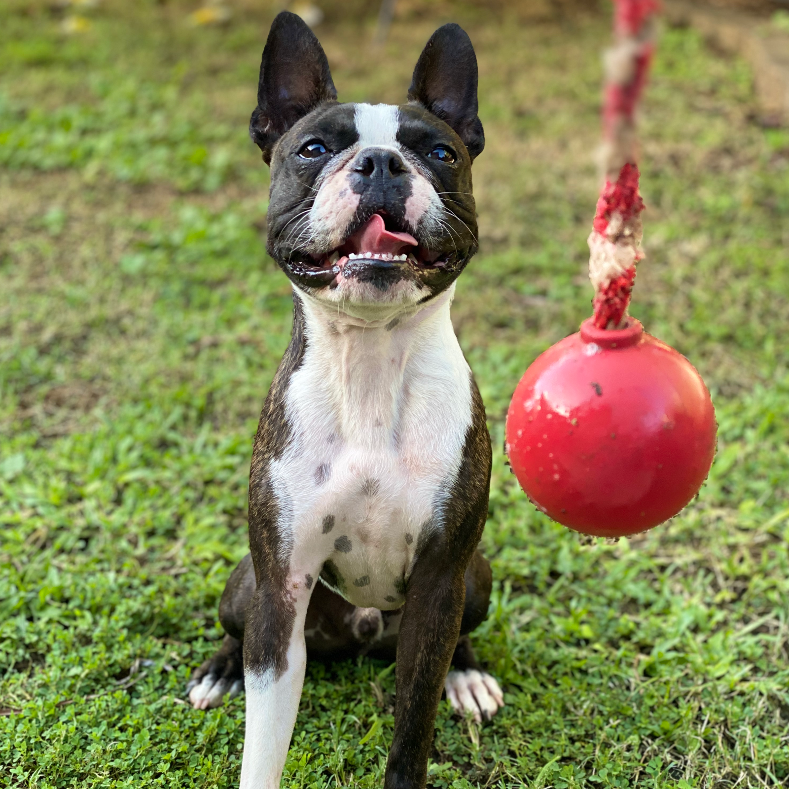 ROVER PET PRODUCTS - Cherry Bomb Enrichment Retrieval Toy