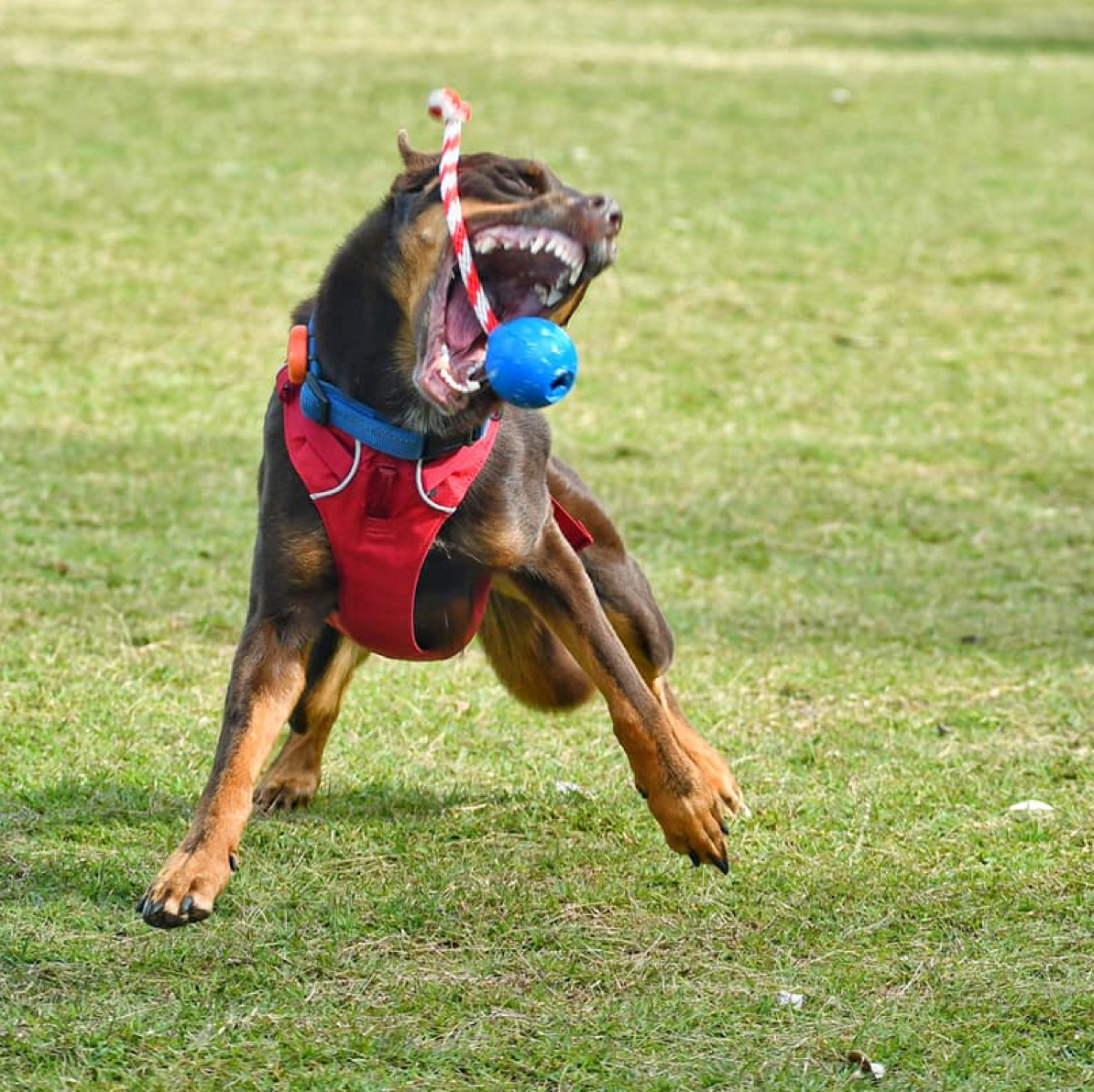ROVER PET PRODUCTS - Cherry Bomb Enrichment Retrieval Toy